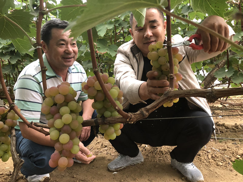 趙志國（左）和盧軍當(dāng)時正在采摘豐收的葡萄
