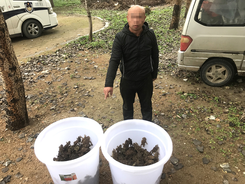 犯罪嫌疑人指認被繳獲的中華蟾蜍（打碼）