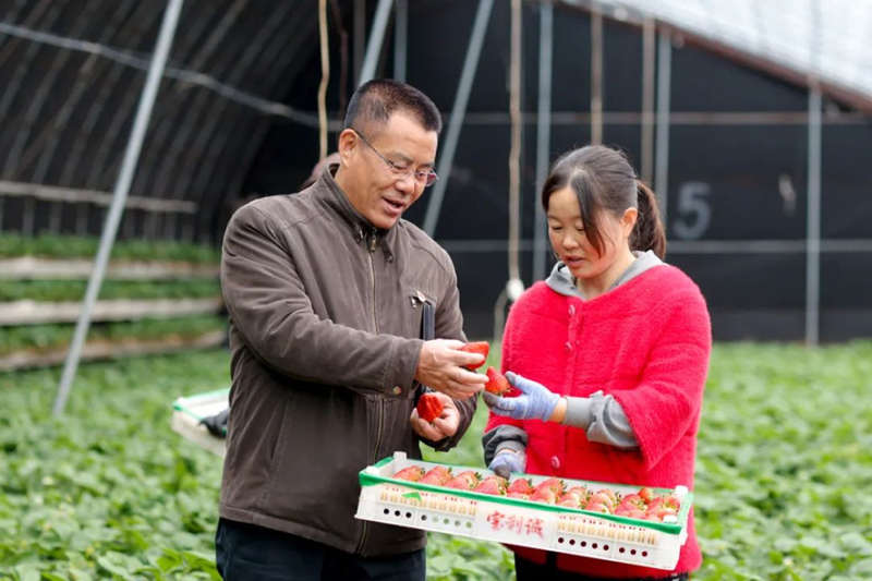 駐二道河村第一書記馬長忠（左）到村辦草莓大棚了解情況。