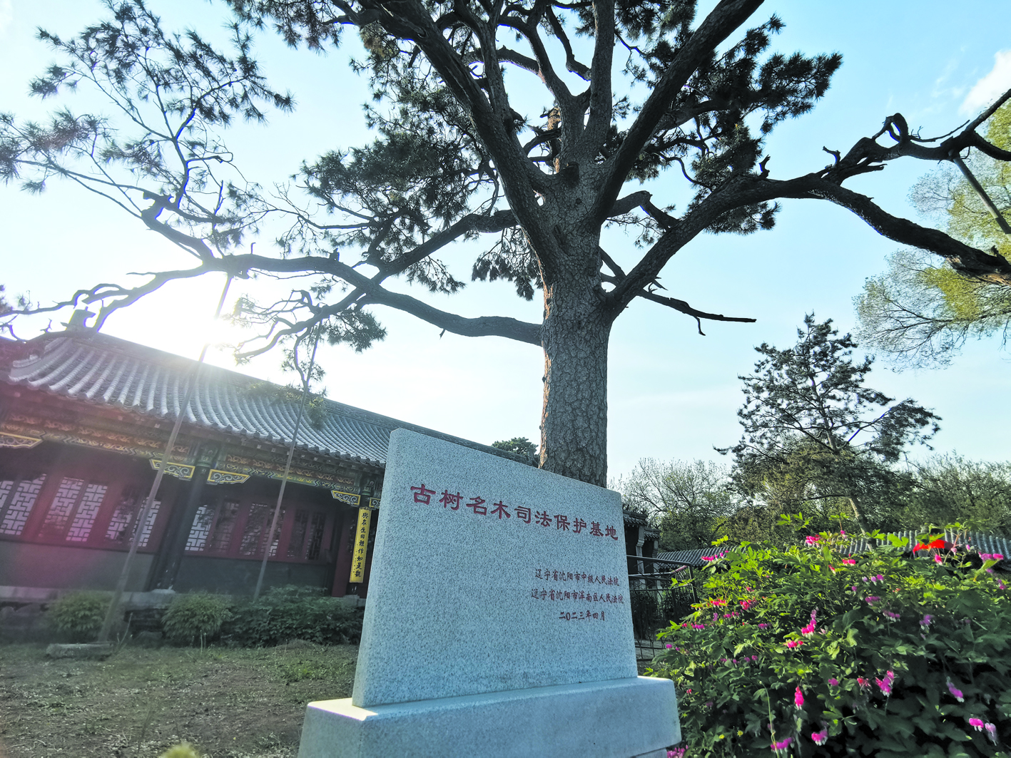 “古樹名木司法保護(hù)基地”石碑立在古松邊。