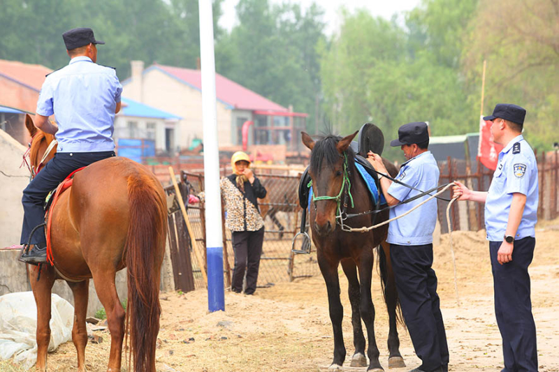 巡邏前，民警為愛馬整理好馬鞍。