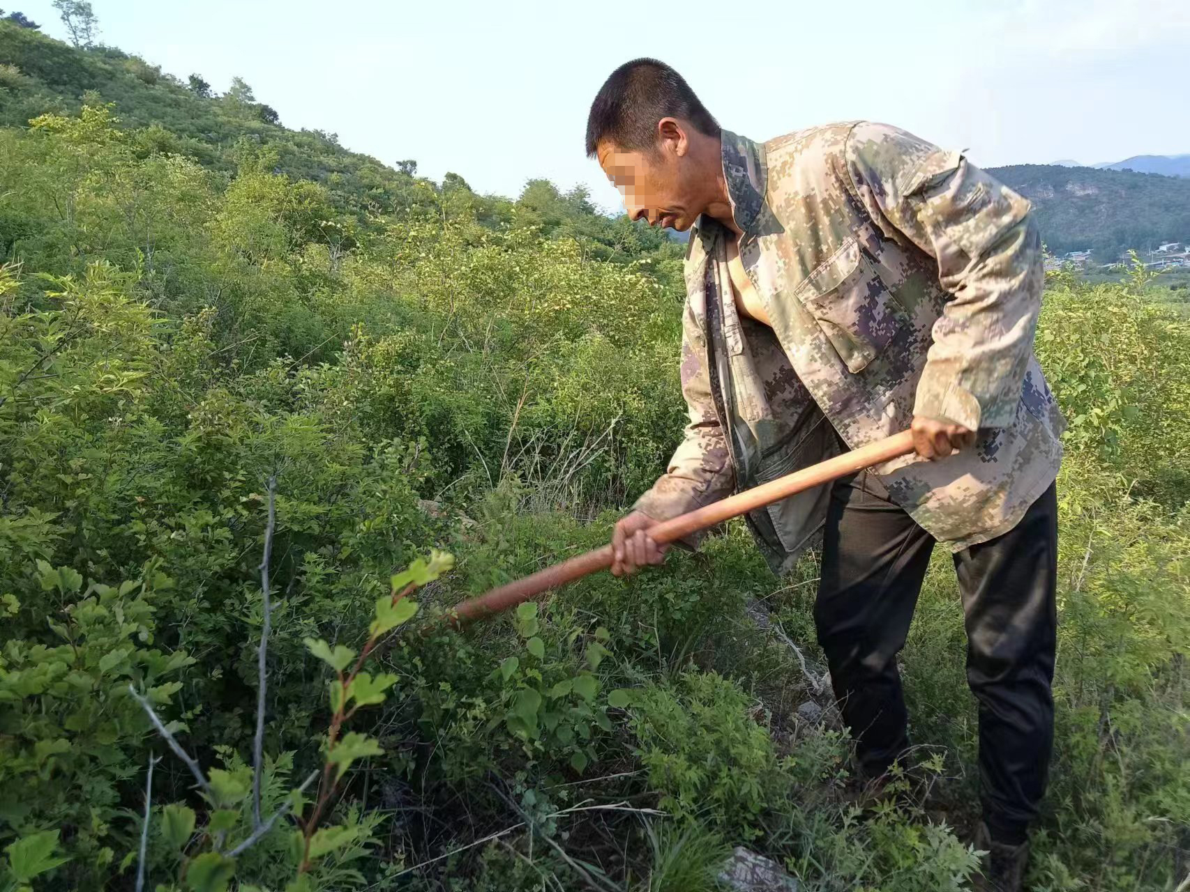 圖為崔某正在打理修復(fù)的山林地。（人物面部打碼）