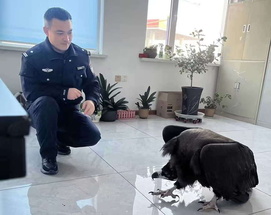 救助大鳥